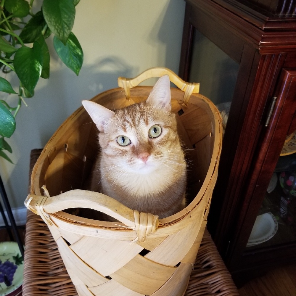 Meet your Posher, Tamara